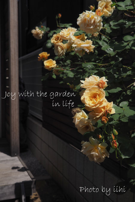 20150510-5joy-with-garden.jpg