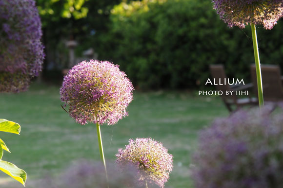 Allium2015-3.jpg