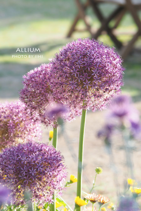 Allium2015-4.jpg