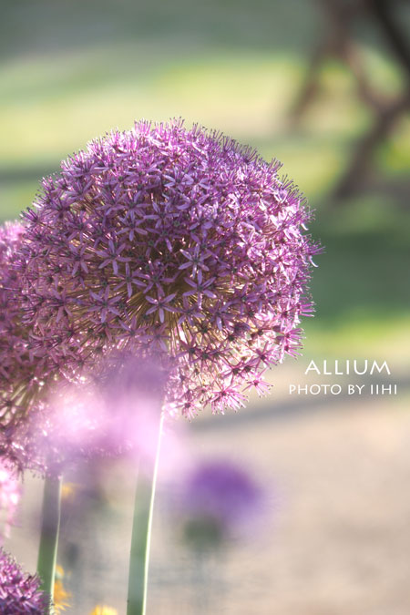 Allium2015.jpg