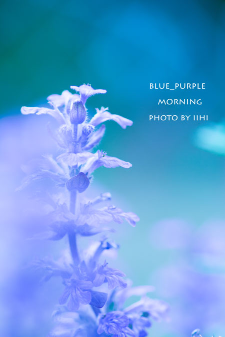 Blue-Purple-morning-2013.jpg