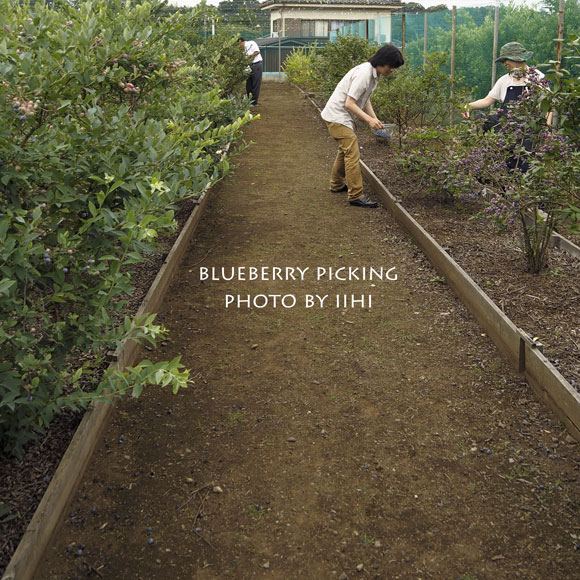 Blueberrypicking20150630.jpg