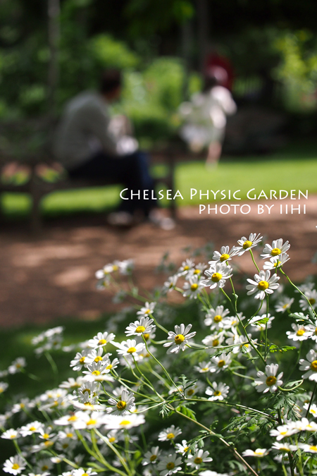 Chelsea-Physic-Garden-s.jpg
