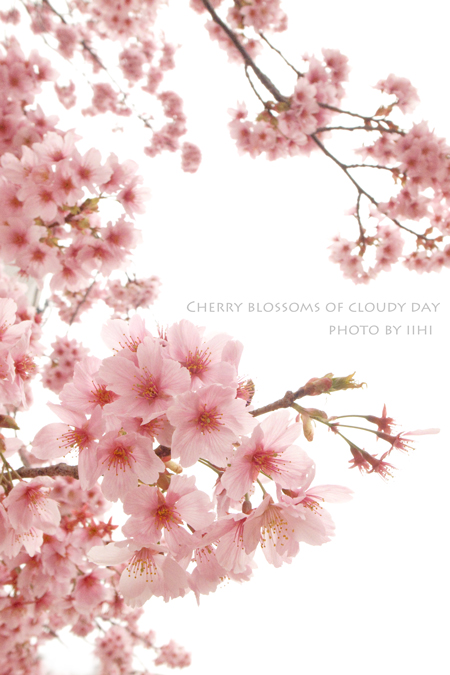 Cherry-blossoms-of-cloudy-d.jpg