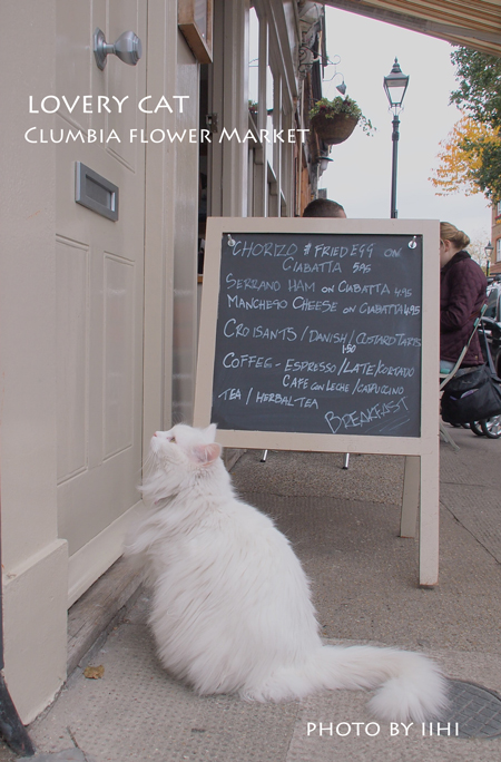 Clumbia-flower-Market-cat.jpg