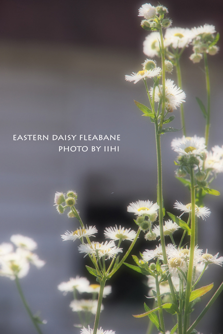 Eastern-Daisy-Fleabane.jpg