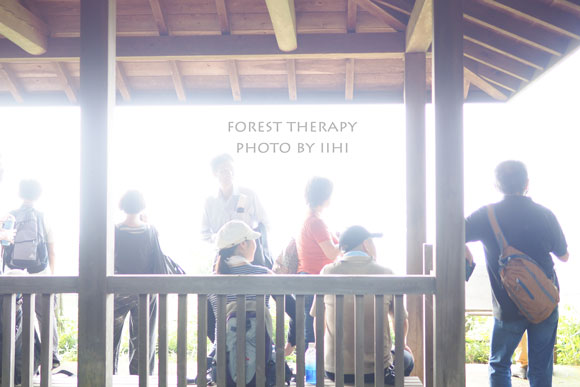 Foresttherapy8-20140723.jpg