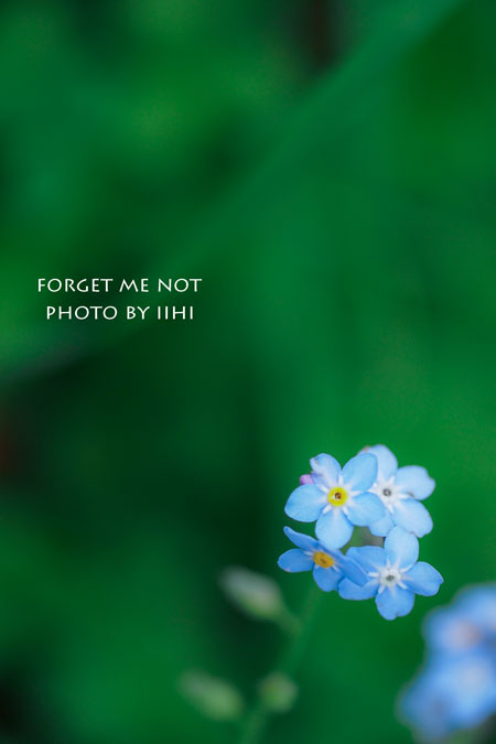 Forget-me-not_iihi20140121.jpg