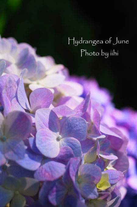 Hydrangea2-june2014.jpg