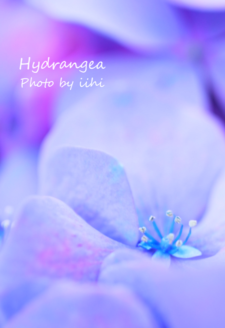 Hydrangea2012.jpg