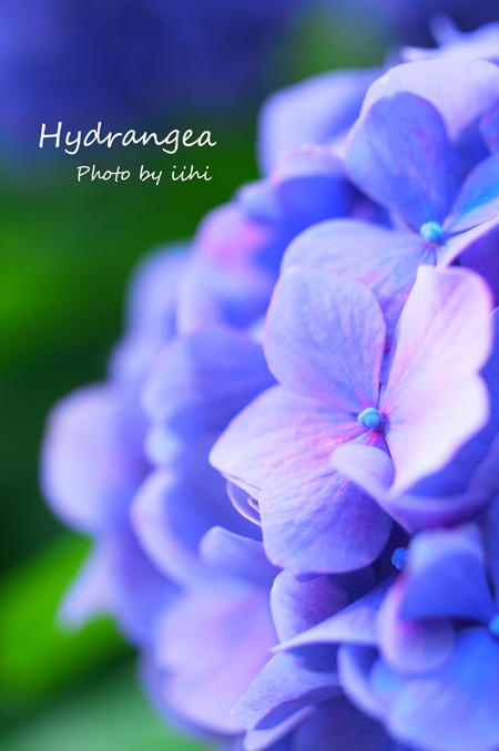 Hydrangea2012_2.jpg