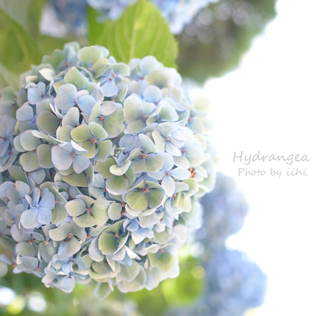 Hydrangea2012_3.jpg