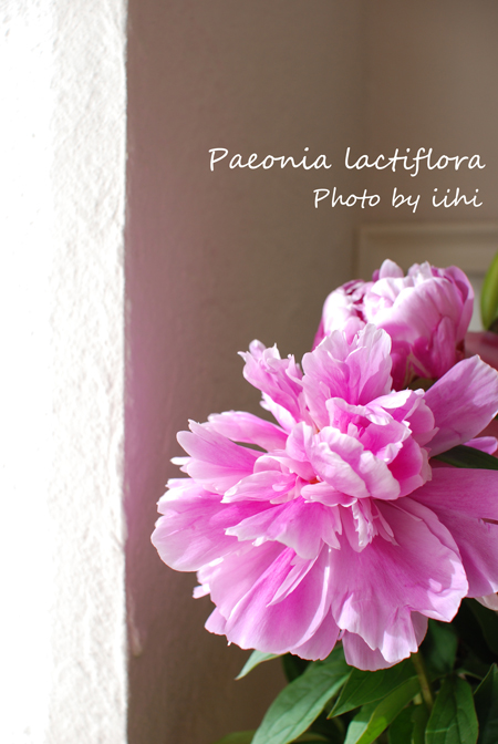 Paeonia-lactiflora.jpg