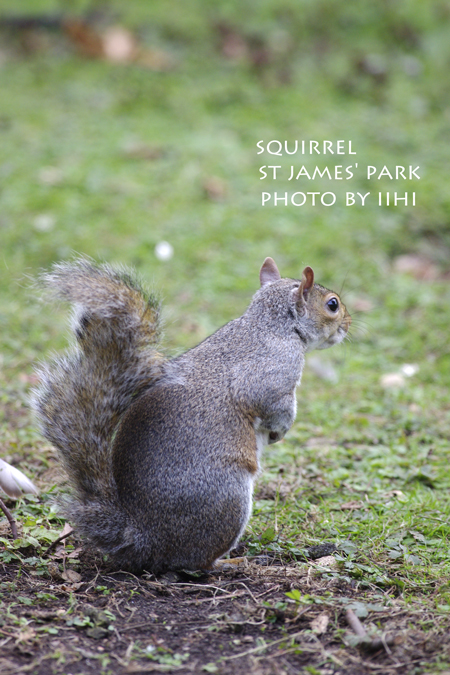 St-James'-Park-squirrel.jpg