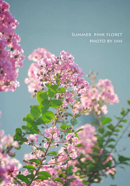 Summer-pinkfloret-iihiphoto.jpg