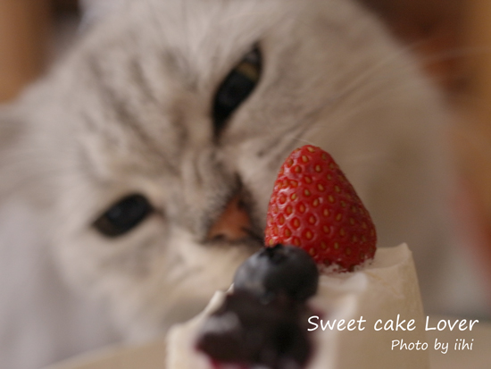 Sweet-cake-lover3.jpg