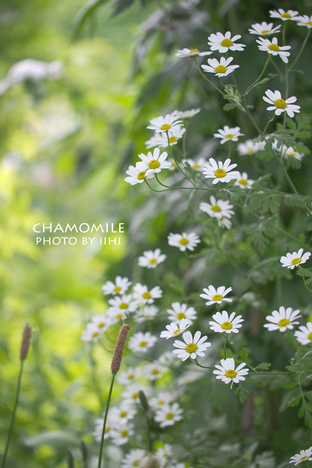 chamomilejune2012.jpg