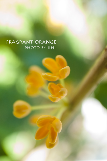 fragrant-orange2012.jpg