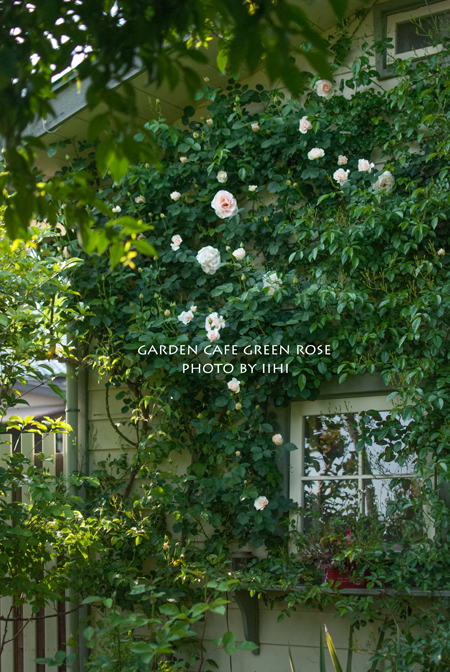 gardencafegreenrose.jpg