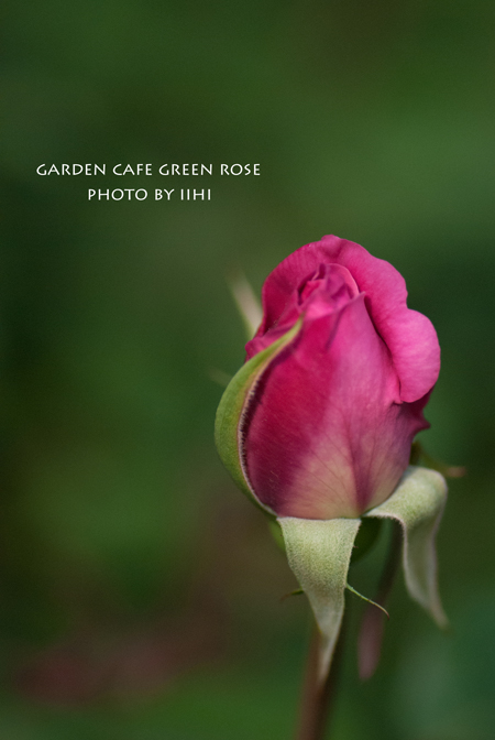 gardencafegreenrose10.jpg