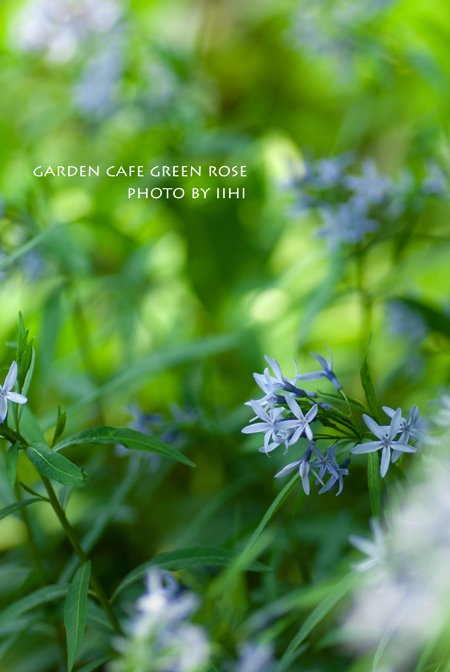 gardencafegreenrose11.jpg