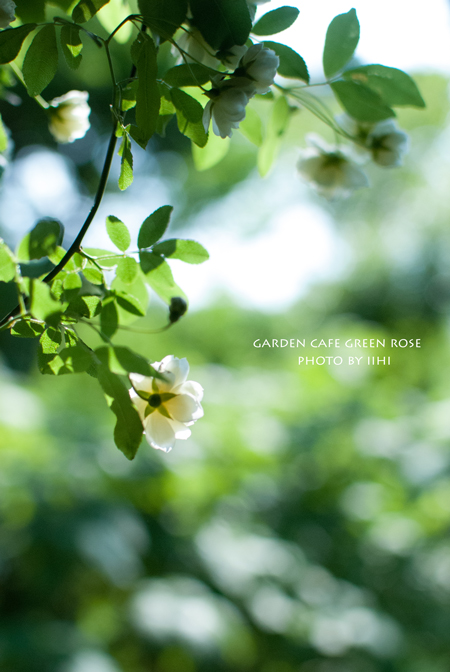gardencafegreenrose15.jpg