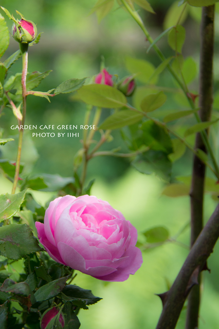 gardencafegreenrose6.jpg