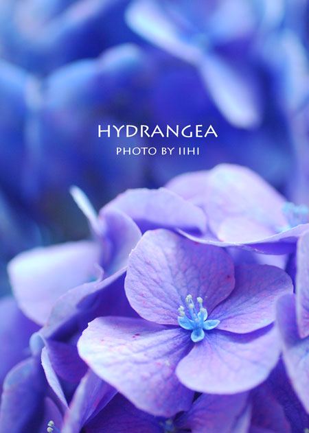 hydrangea2015june12.jpg