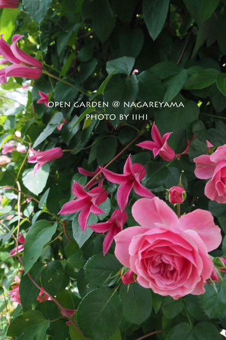 nagareyamaopengarden2015_12.jpg