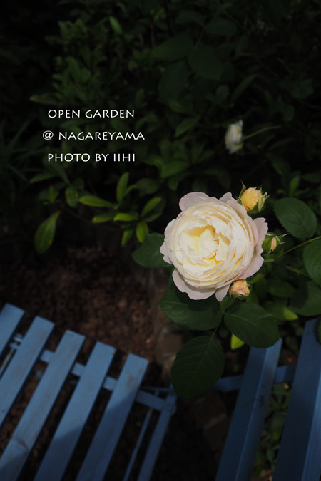 nagareyamaopengarden2015_41.jpg