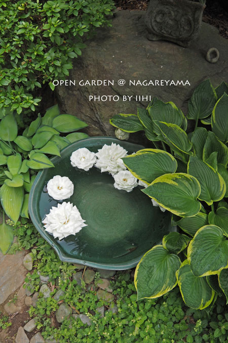 nagareyamaopengarden2015_46.jpg