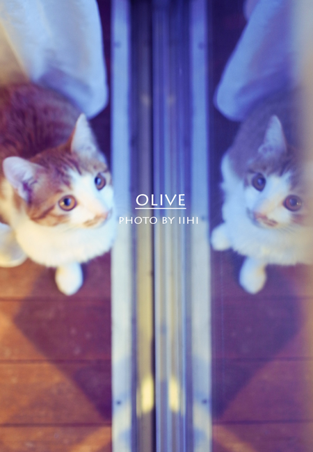 olive2-nov2013_iihi.jpg