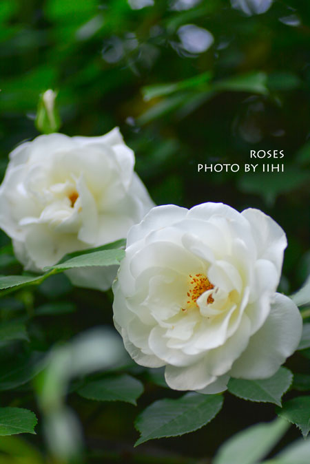 rose20140519-4.jpg