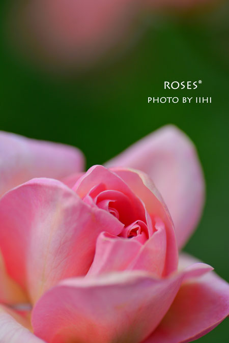 rose20140519-9.jpg