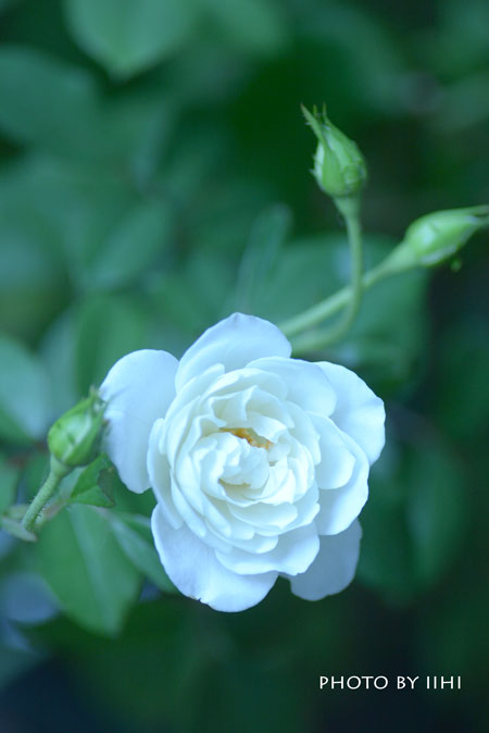 rosemorning2015.jpg