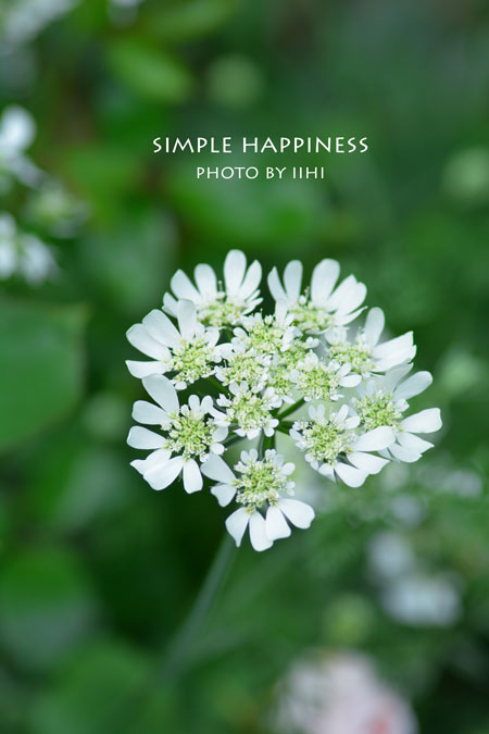 simple-happiness.jpg