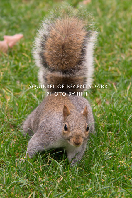 squirrel-of-regent's-park2.jpg