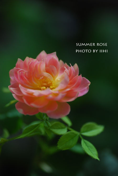 summerrose20150804.jpg