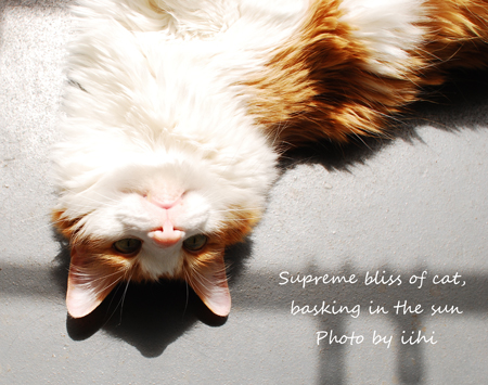 supreme-bliss-of-cat,-baski.jpg