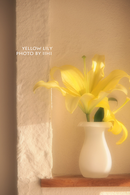 yellow-lily2013.jpg