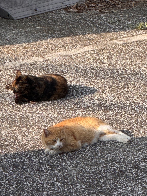 IMG_9862.JPEG