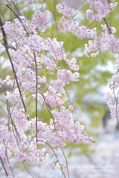 2014Cherry-blossoms1.jpg