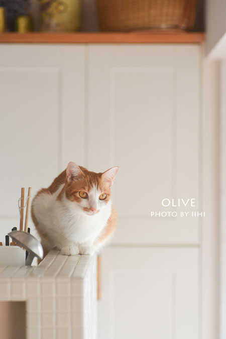 20150928olive.jpg