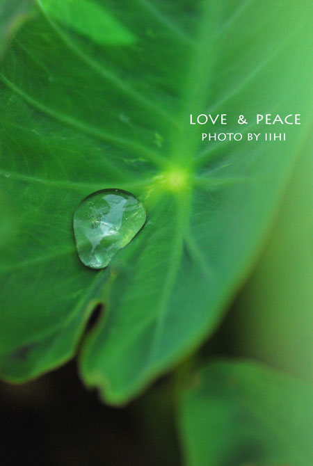 2015june-lovepeace2.jpg