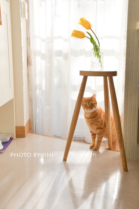 20160216cat-kitchenstool.jpg