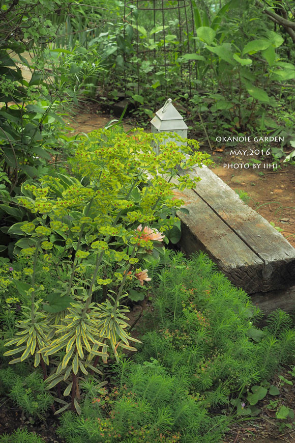 20160520okanoiegarden26.jpg