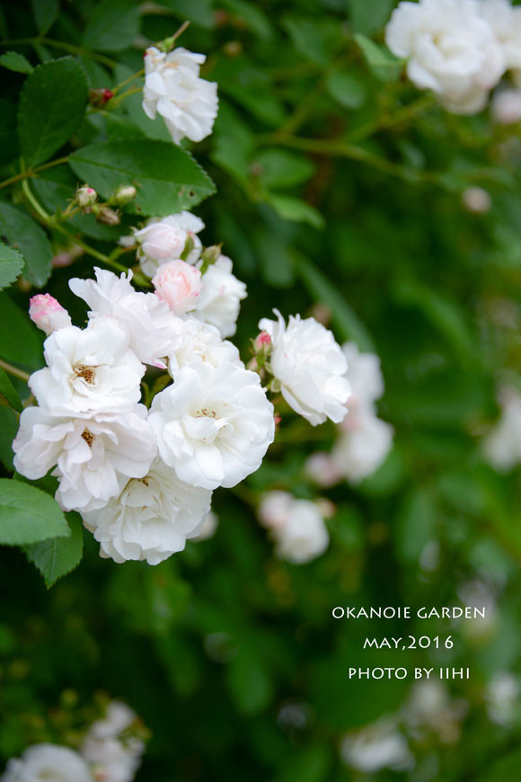 20160520okanoiegarden35.jpg
