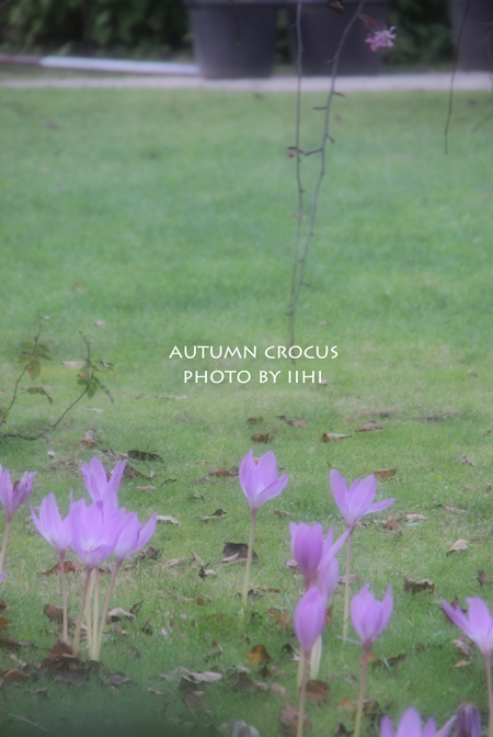 Autumn-crocus2.jpg