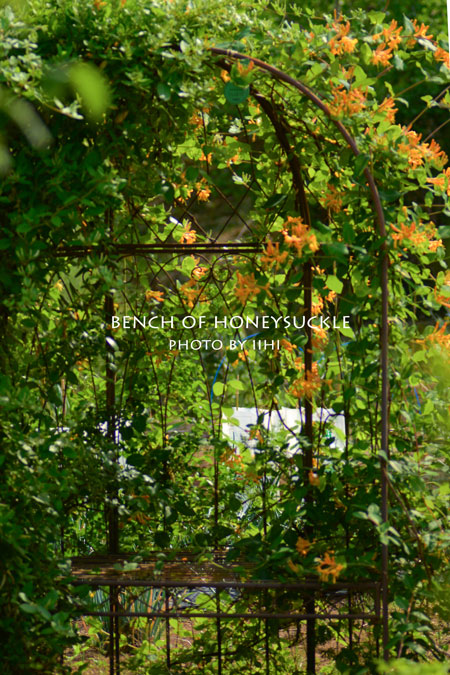 Bench-of-honeysuckle-okanoo.jpg