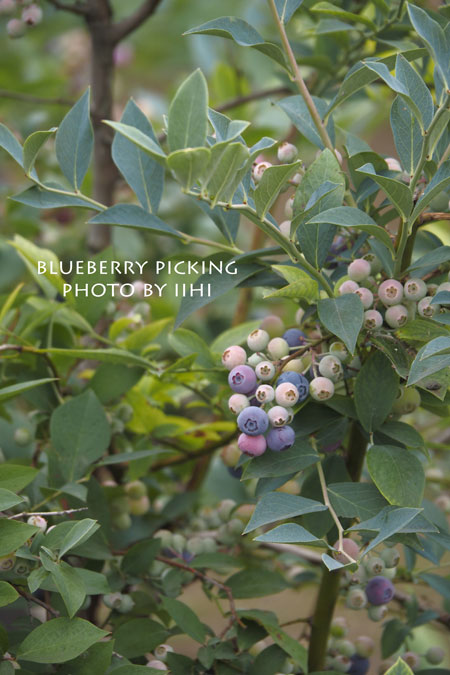 Blueberrypicking2-20150630.jpg